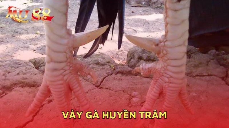 Vảy gà huyền trâm